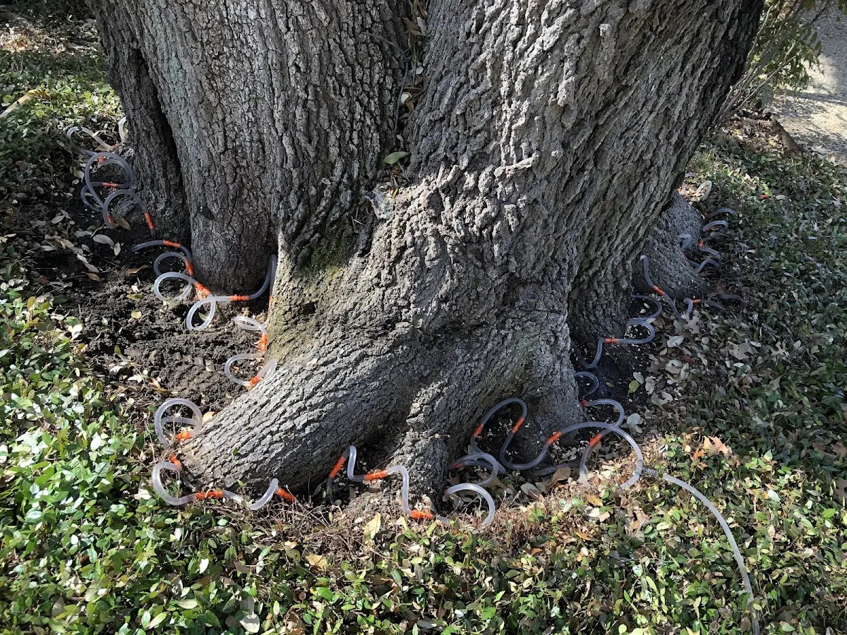 Detailed Tree Cabling and Bracing job site in Woodlawn