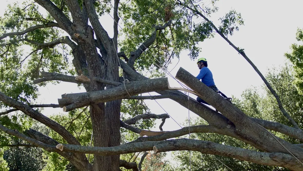 Professional Crown Thinning performed by certified arborists in Woodlawn