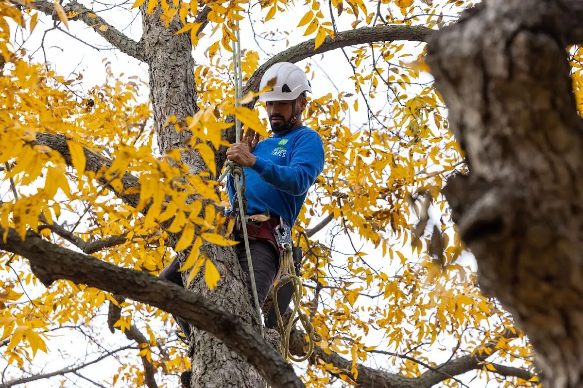 Skilled Tree Planing crew working in Woodlawn