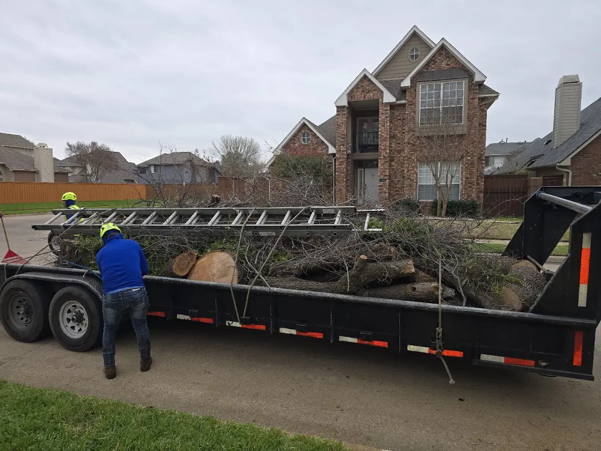 Expert Tree Pest Control with proper safety equipment in Woodlawn